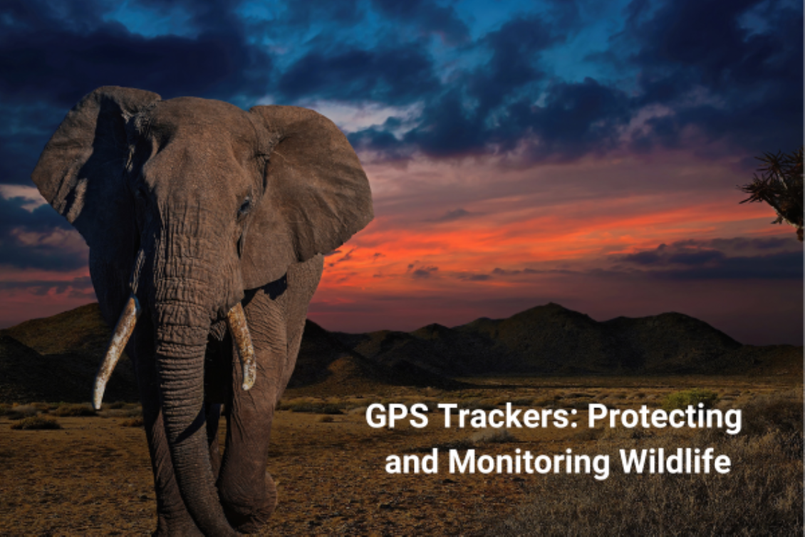 How GPS Trackers are Changing the Way We Monitor and Protect Wildlife?